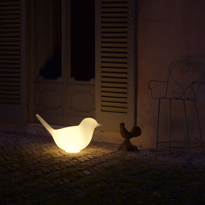 Paloma with Light
